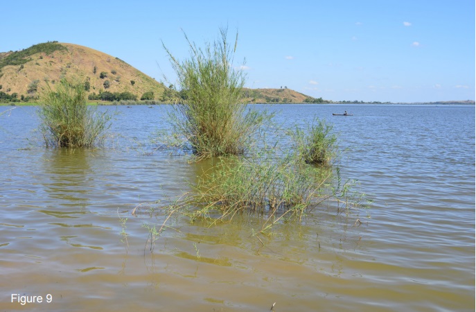 Типовой биотоп