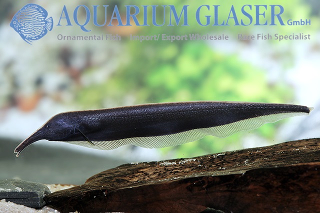 Sternarchorhynchus mendesi