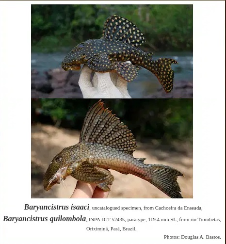 Baryancistrus isaaci, Baryancistrus quilombola