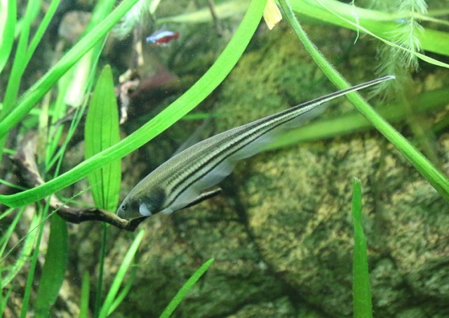 Eigenmannia trilineata