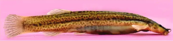 Trichomycterus suaitaensis