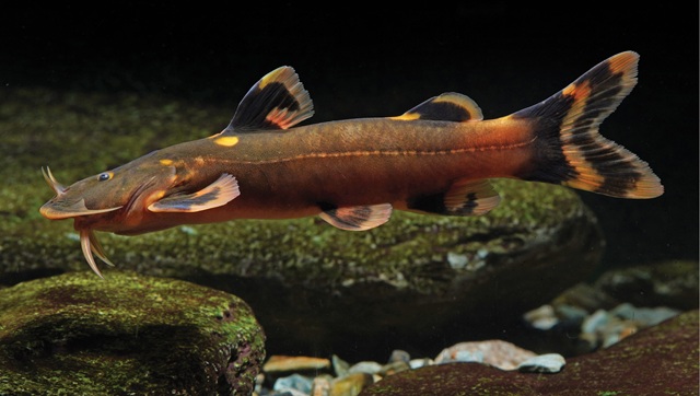 Glyptothorax pulcher