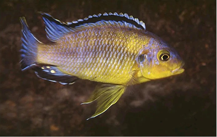 Petrotilapia kitrinos