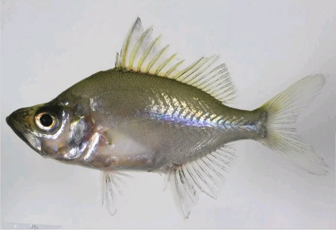 Parambassis sumatrana