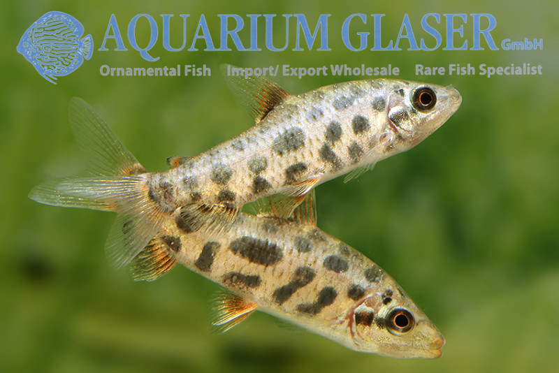 Leporinus sp. “Strawberry” Bred